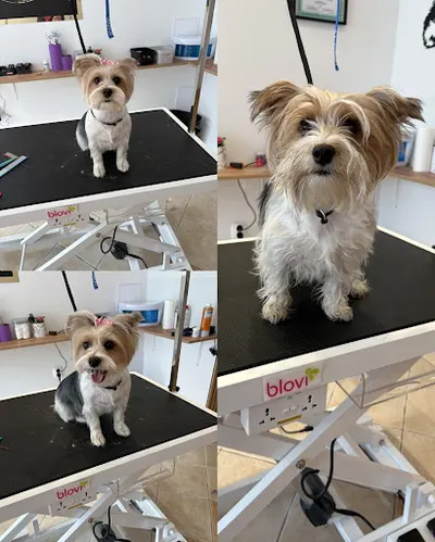 Salon Groomerski, Psi fryzjer Gdańsk | SKY , Groomer, Grooming | Strzyżenie psów i kotów
